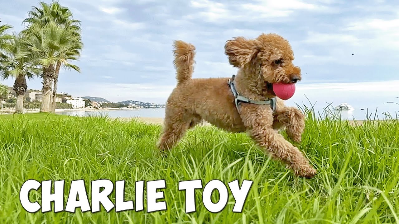 Charlie the Red Toy Poodle Has a Blast Chasing His Ball in the Grass!
