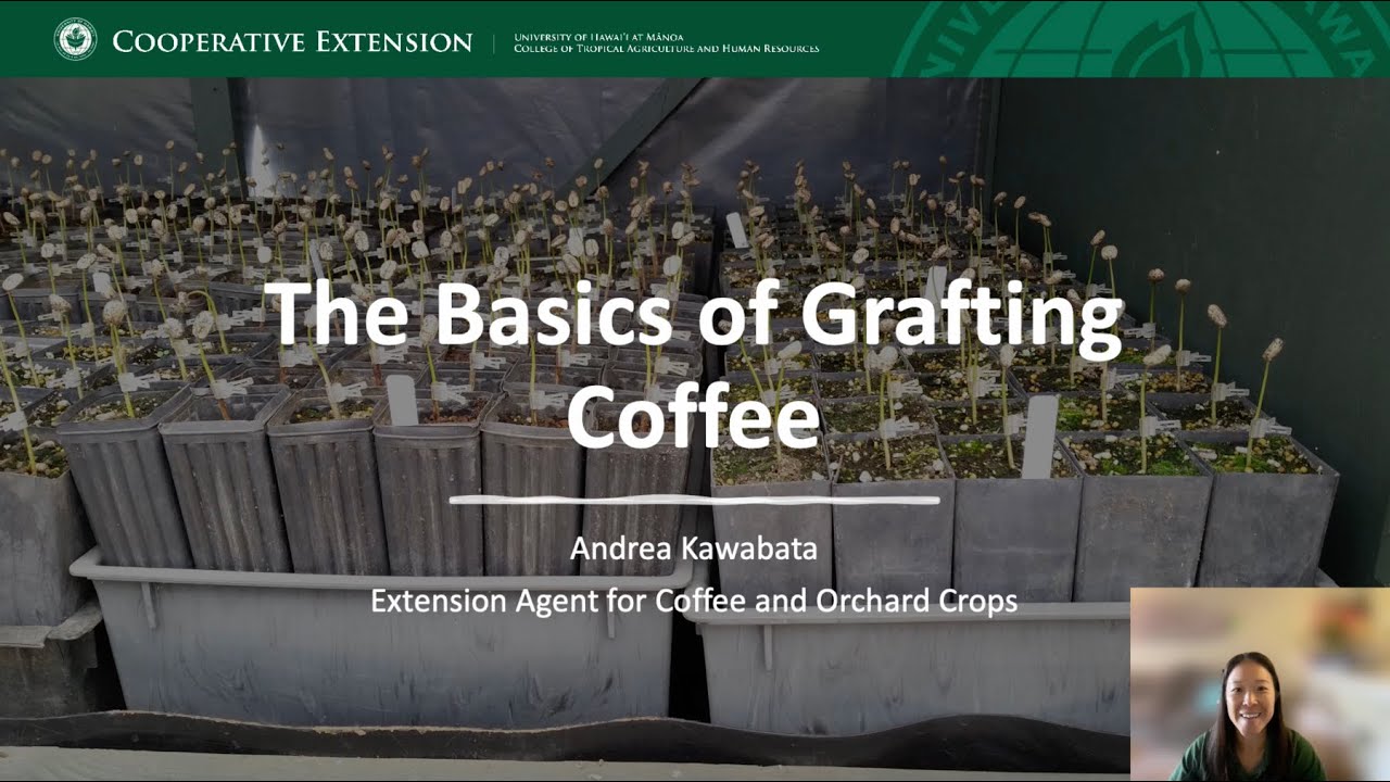 The Basics of Grafting Coffee