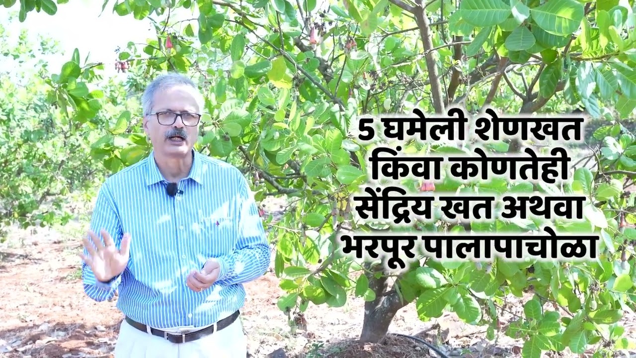 कोंकणातील काजू लागवड