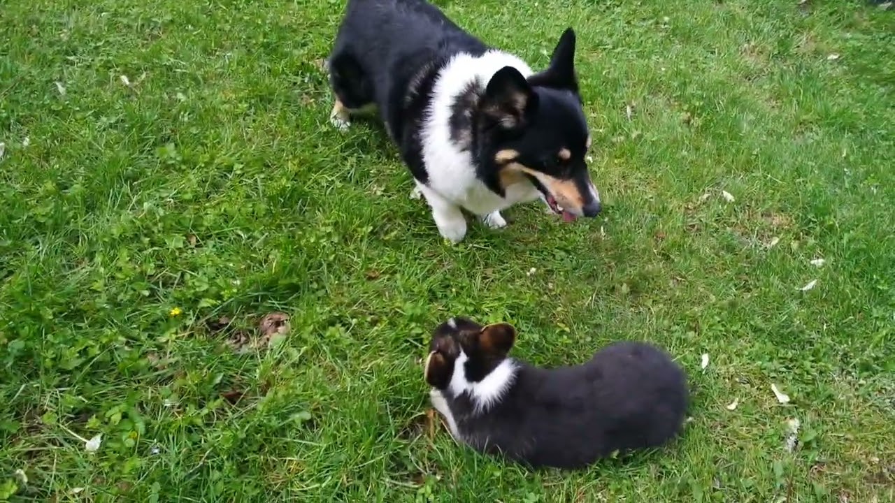 Corgi dog-puppy friendship blossoms.