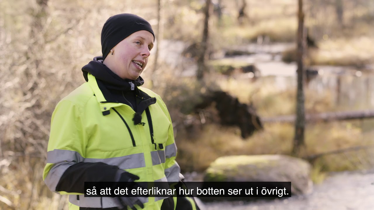 Valvb&aring;gar &ndash; en film om biologisk m&aring;ngfald | Stora Enso Skog