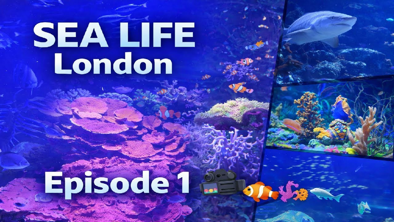 💙 An Underwater Journey in London | SEA LIFE LONDON EP.1 🌊🪸🎥