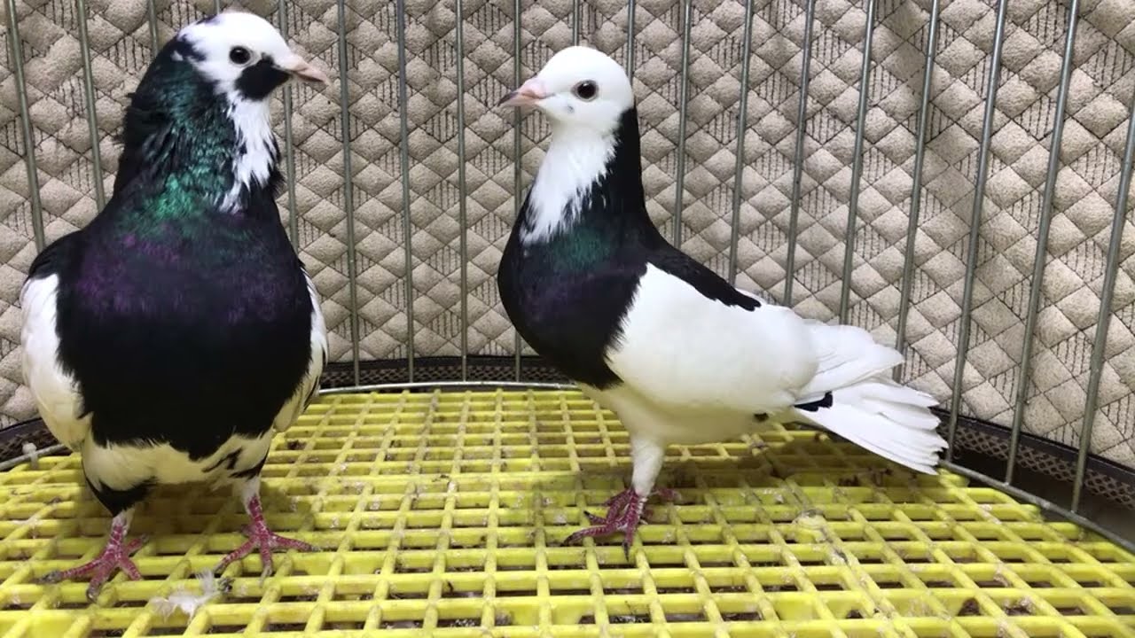 CANLI MEZAT İHALESİ Dönek Mısıri Bango Saya TİP  KELEBEK BASKA GÜVERCİN #MEZAT #İHALES