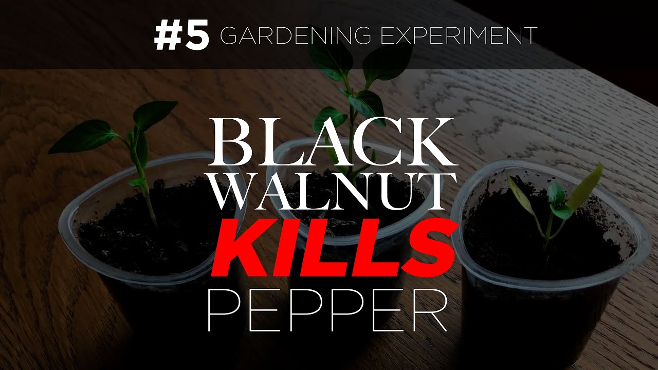 Black Walnut Kills Peppers