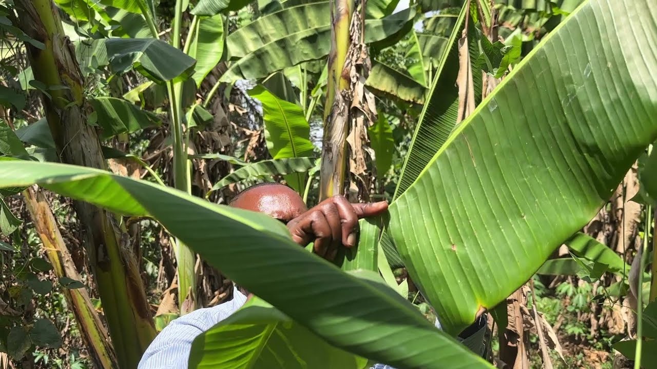 Akayindiyindi kajjaanjaba amaaso amalongojje