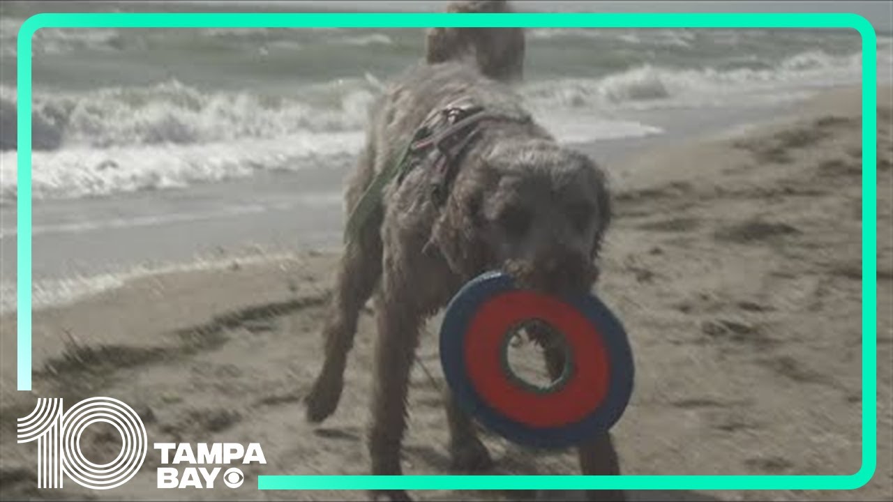 Families visit Fort De Soto Park's Dog Beach for first time since parking fee increases