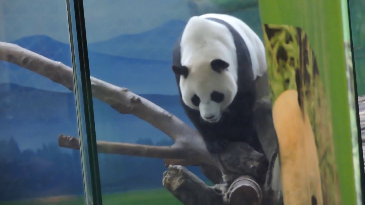 20140518 圓仔挑釁被修理 圓圓難得發脾氣 Giant Panda Yuan Yuan & Yuan Zai