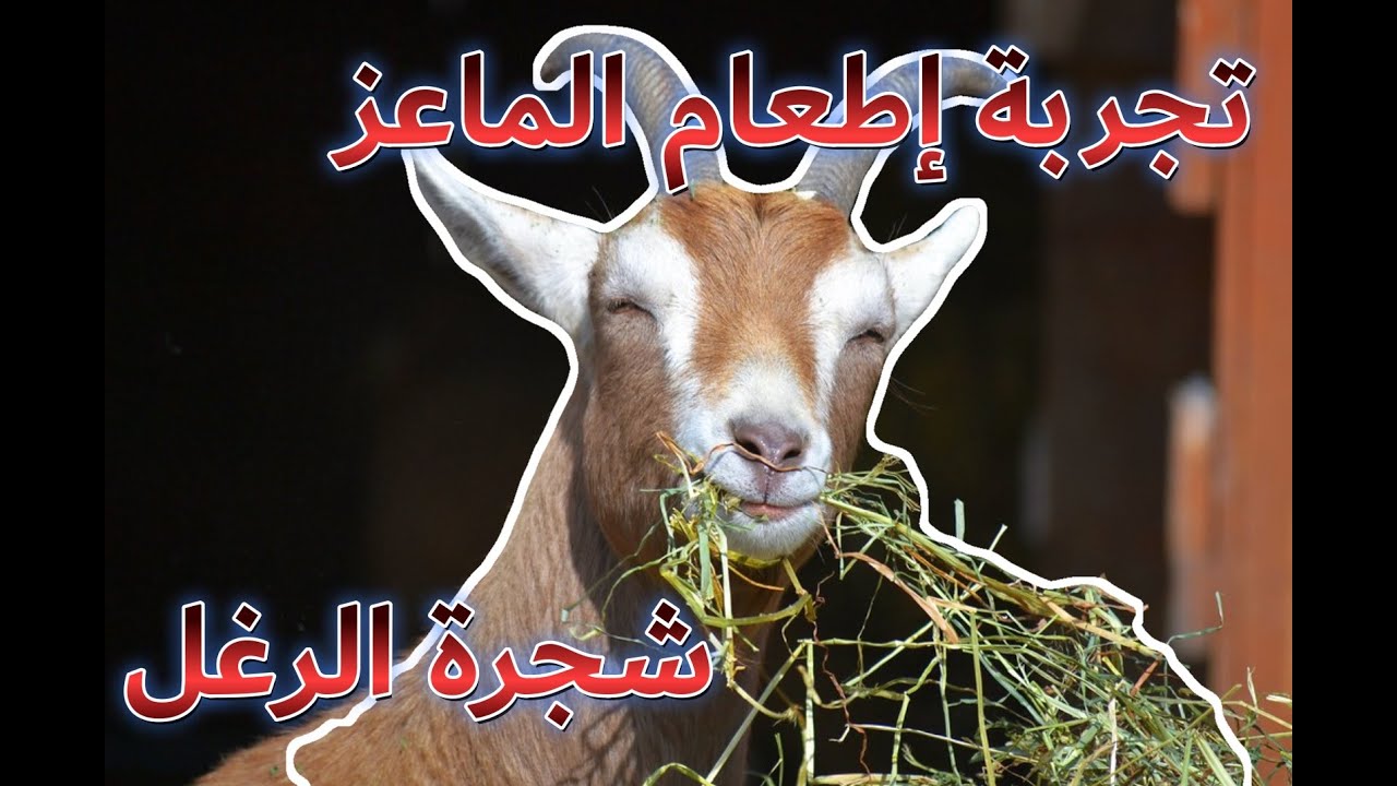 🔵 تجربة إطعام الماعز شجرة الرغل الملحي