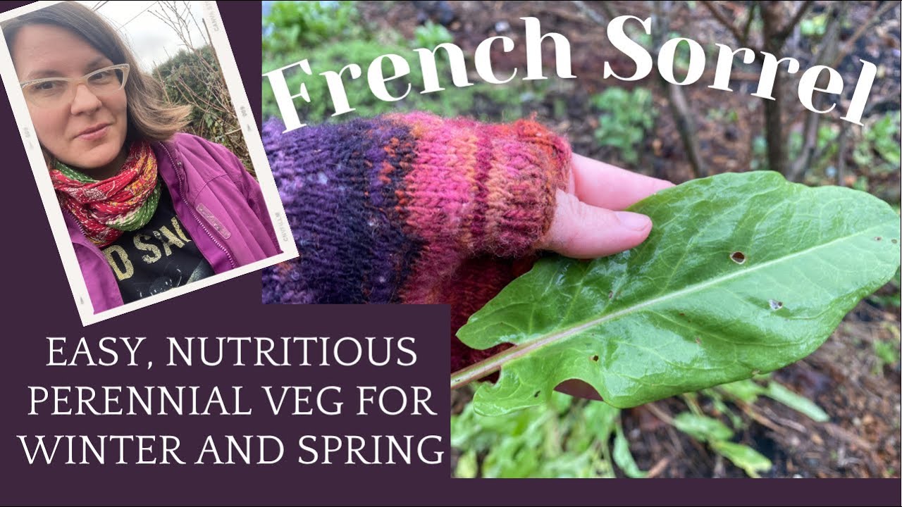 Tasty Perennial Greens!! French Sorrel for Late Winter/Early Spring Food Forests & Veg Patches