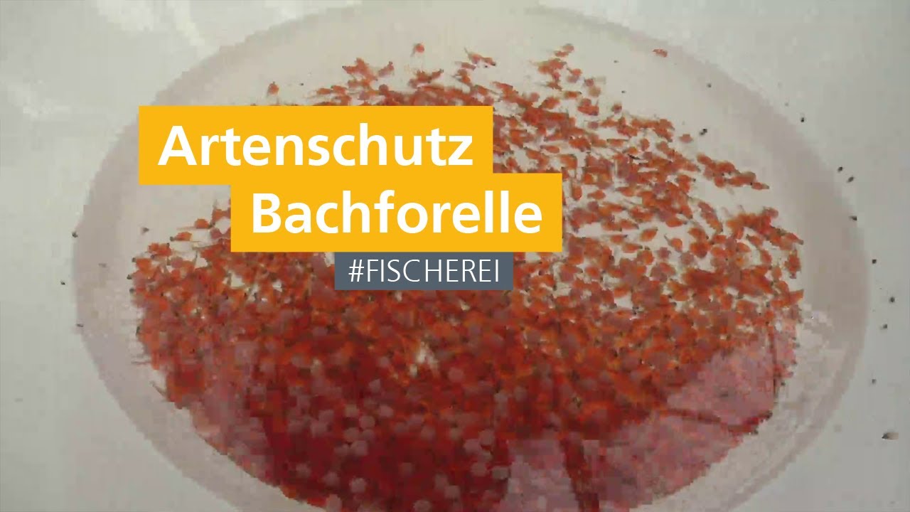 Artenschutz: Erhaltung der Bachforelle und Flussperlmuschel