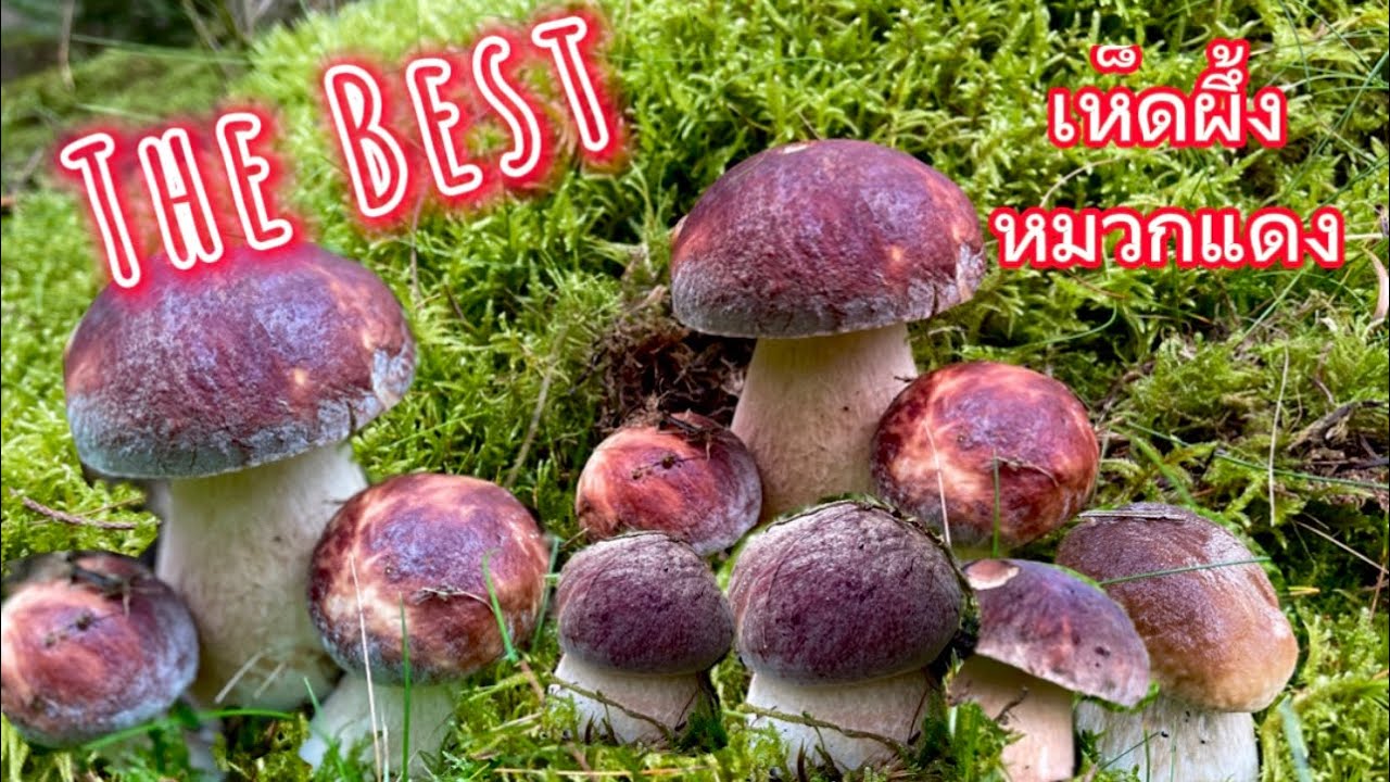 เก็บเห็ดผึ้งหวานหมวกแดง/หมวกน้ำตาล🍄🍄ถ้าจะเยอะและสวยขนาดนี้ก็เบิ่ดคำจิเว้าเลยค่าาา😊28/09/2023