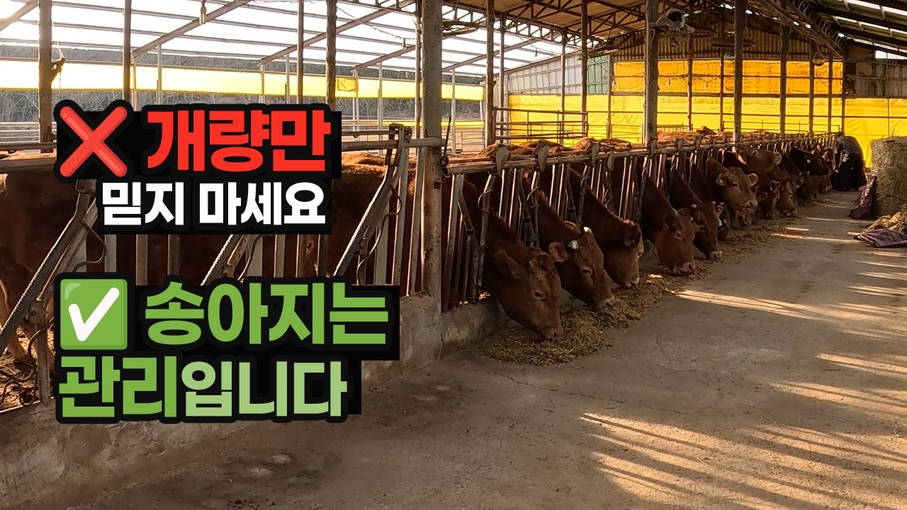 개량이 약해도 송아지 값이 좋은 이유｜사양관리로 증명한 농가