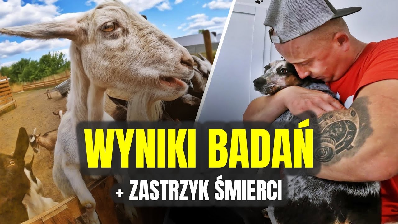 💉 ZASTRZYK ŚMIERCI 💉 wiem co jest mojej kozie ! MOJE MINI ZOO / odc. 774