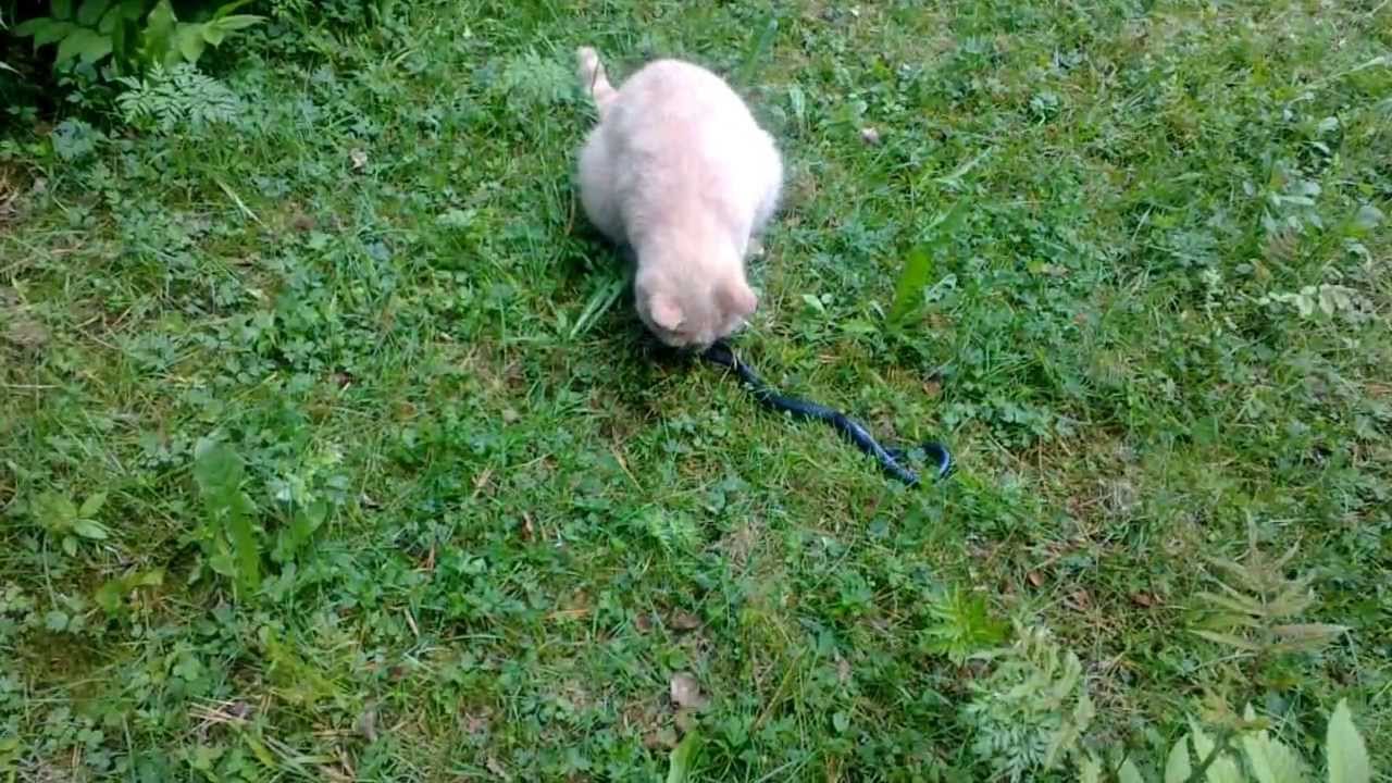 Kissi ja kyy