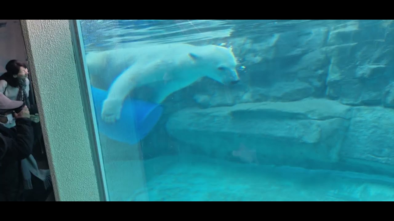 ホッキョクグマ🐻‍❄️のゆめちゃん