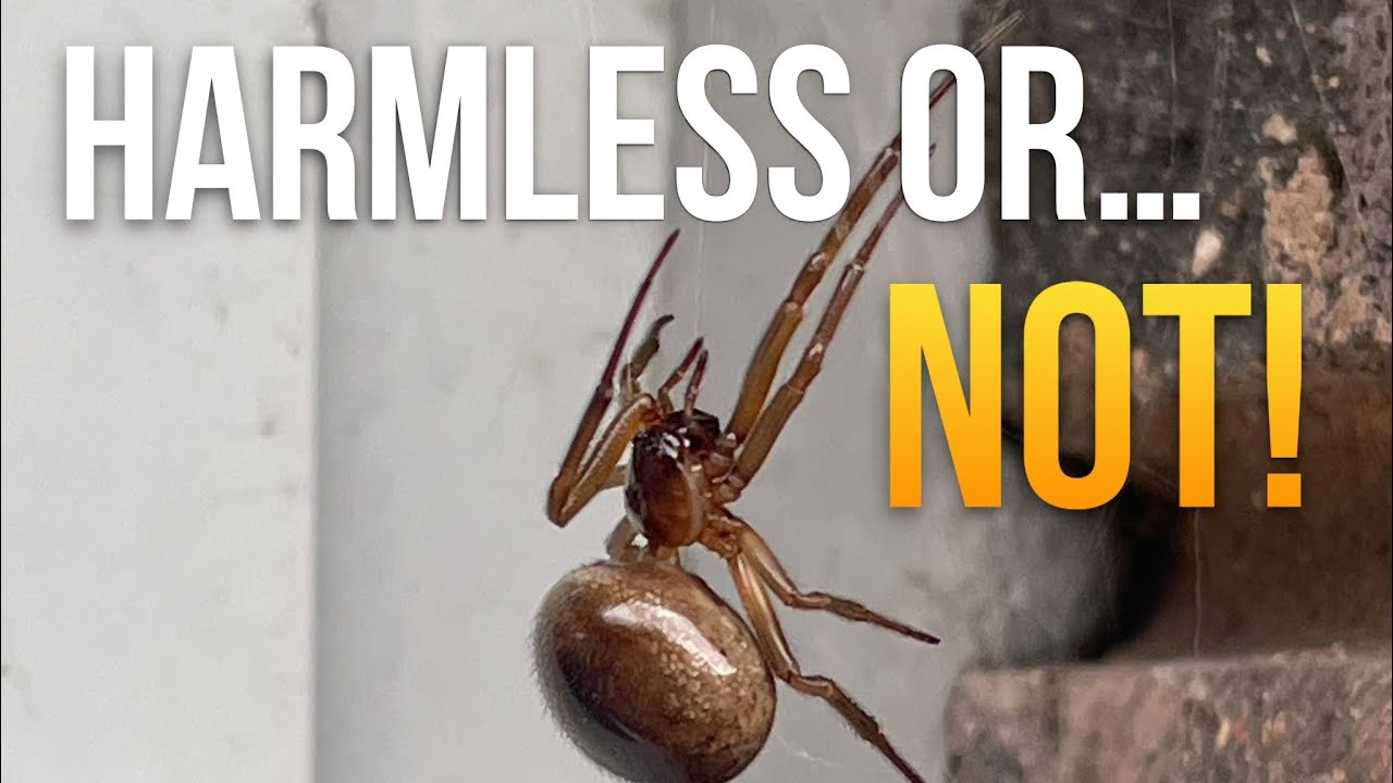 Is this really a harmless Spider? (Araneus diadematus) – one of the UK’s most common spiders! 🕷️