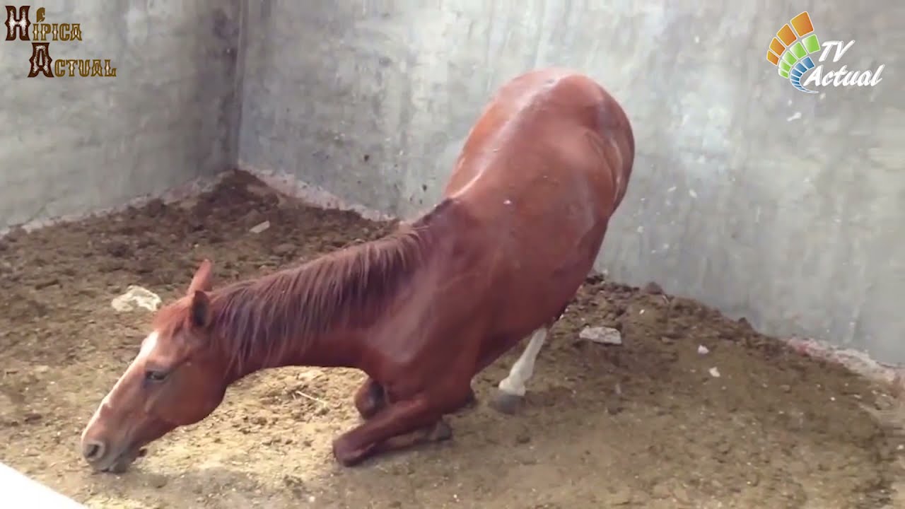 Cólico Equino