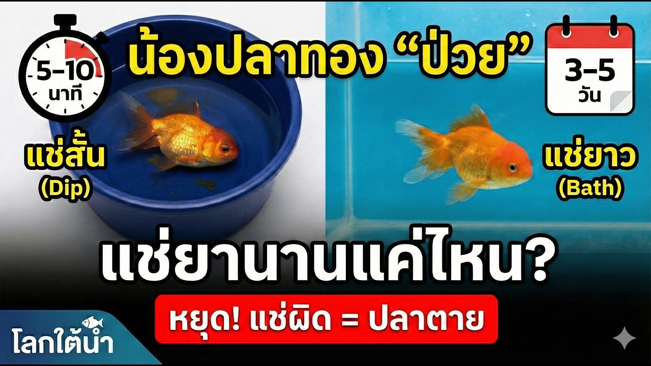 ปลาทองป่วย แช่ยานานแค่ไหนดี? | วิธีแช่ยา สั้น vs ยาว ต่างกันยังไง?