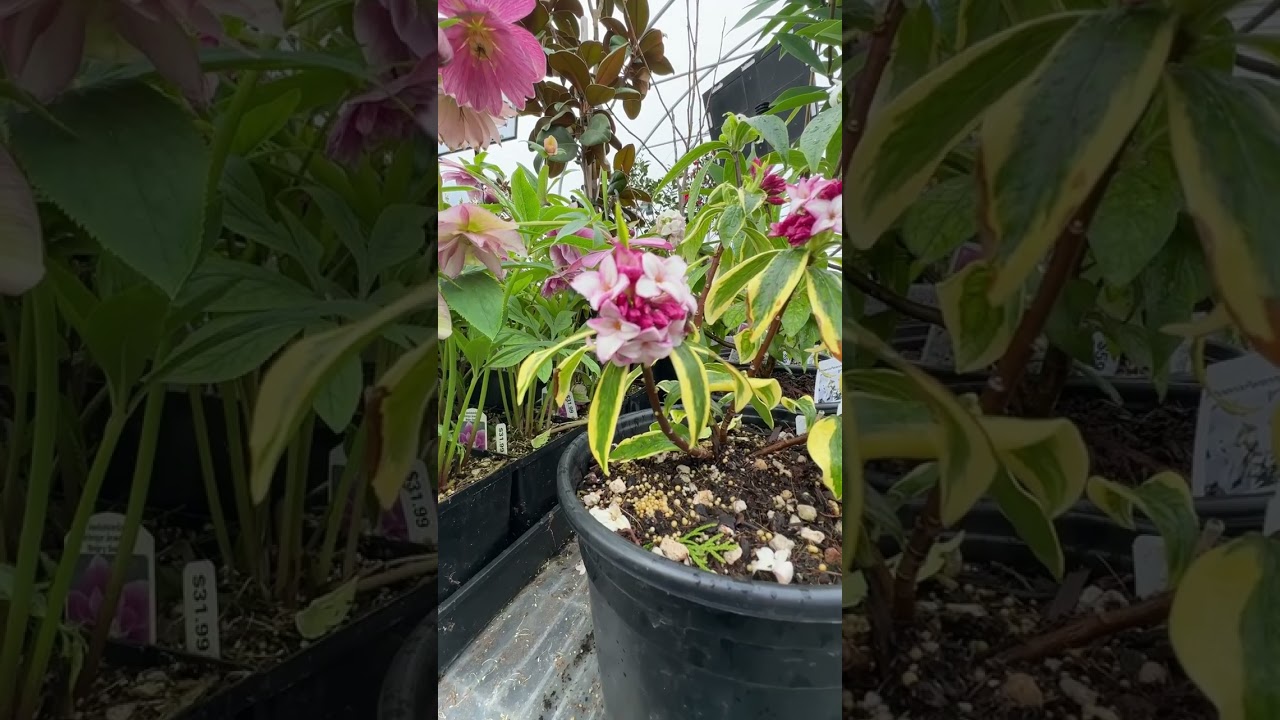 The one garden fragrance I can&rsquo;t live without