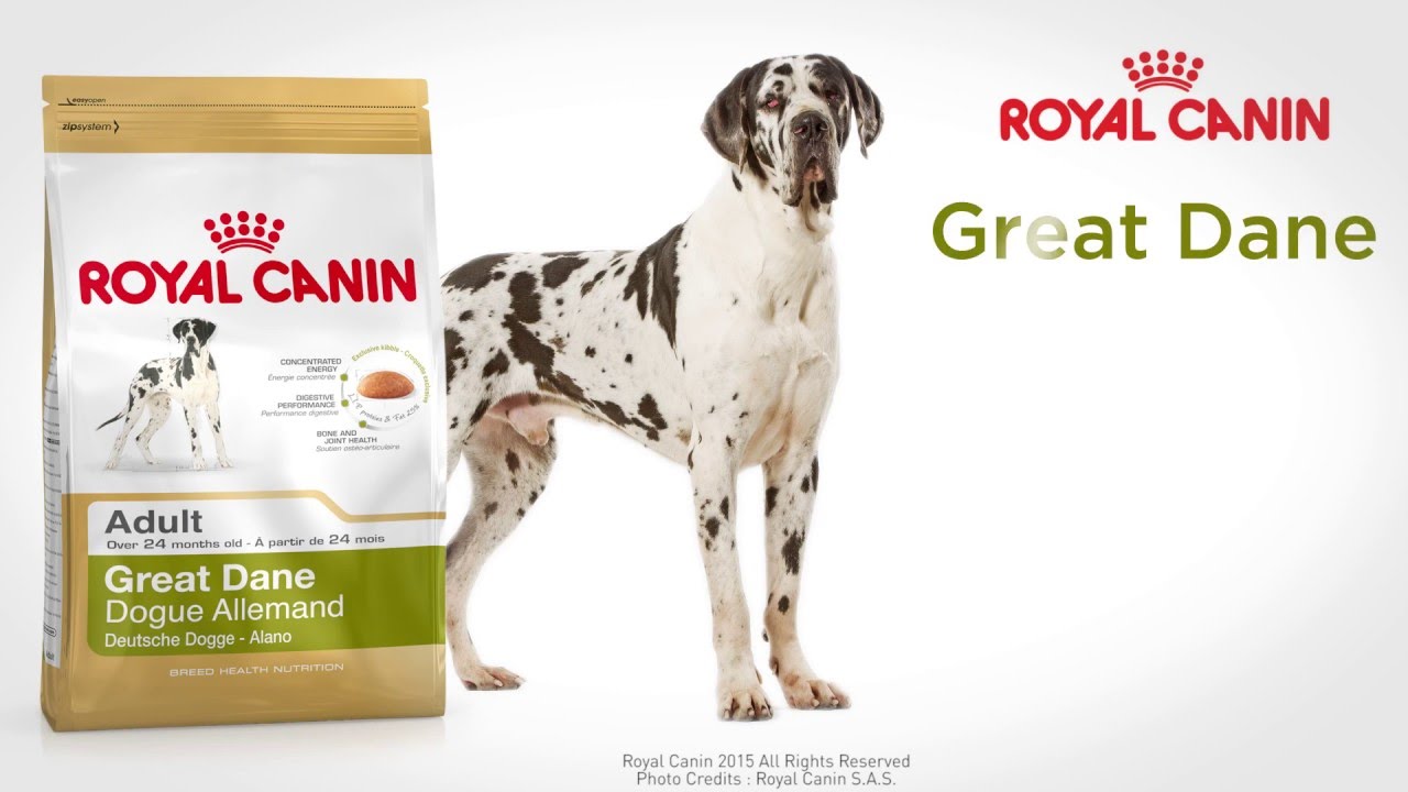 Great Dane