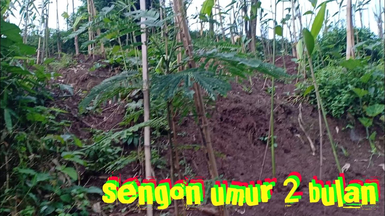 sengon umur 2 bulan | Albasia