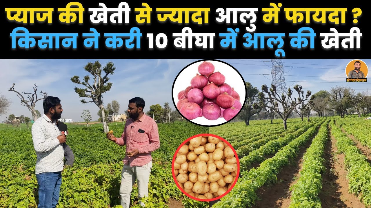 सीकर के किसान ने प्याज की खेती छोड़ करी 10 बीघा में आलू की खेती, देखें कितना होगा मुनाफा~