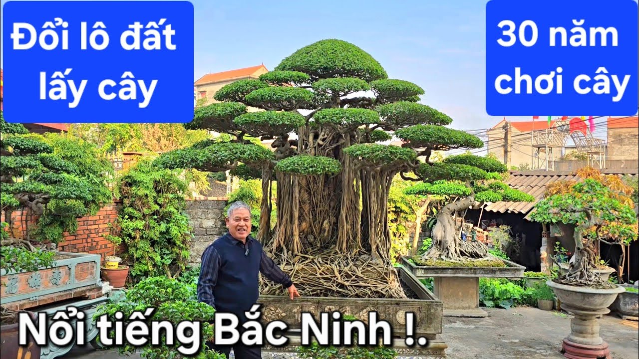 Vì đam mê bác Đích đối lô đất lấy cây !. Nổi tiếng Bắc Ninh 