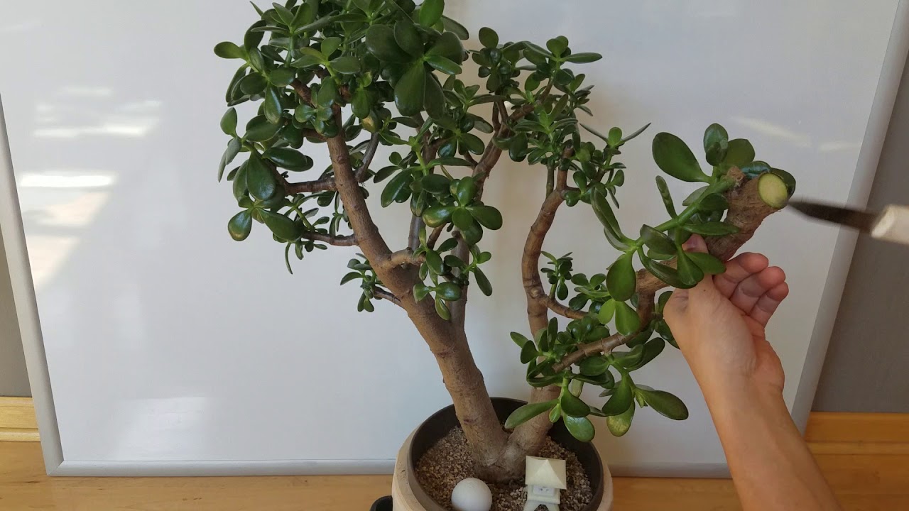 Large Jade plant: Crazy Drastic pruning for better structure