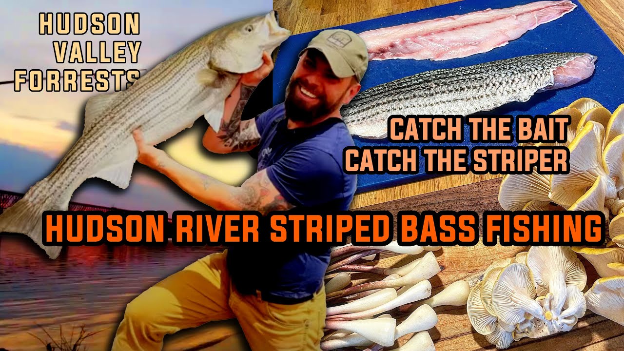 Catch the HERRING, catch the STRIPERS! Easy right?! - HUDSON RIVER STRIPED BASS