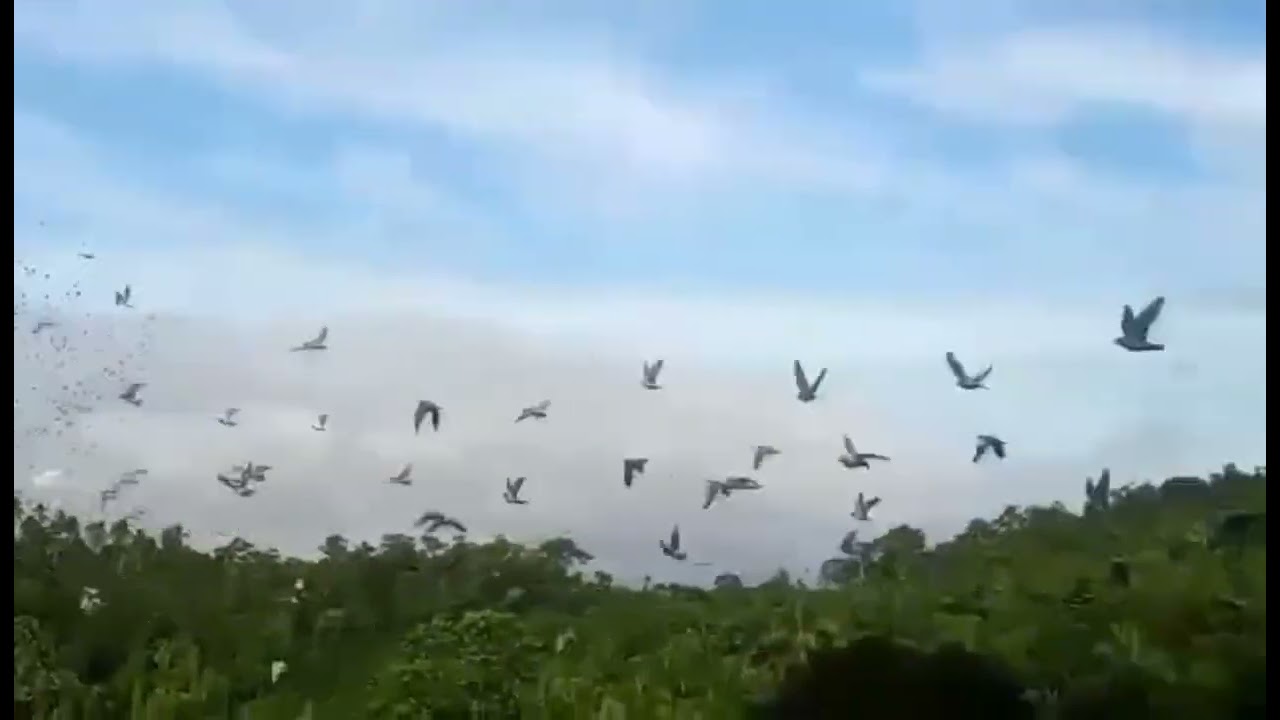 Gumacas queson province ricing pigeon 