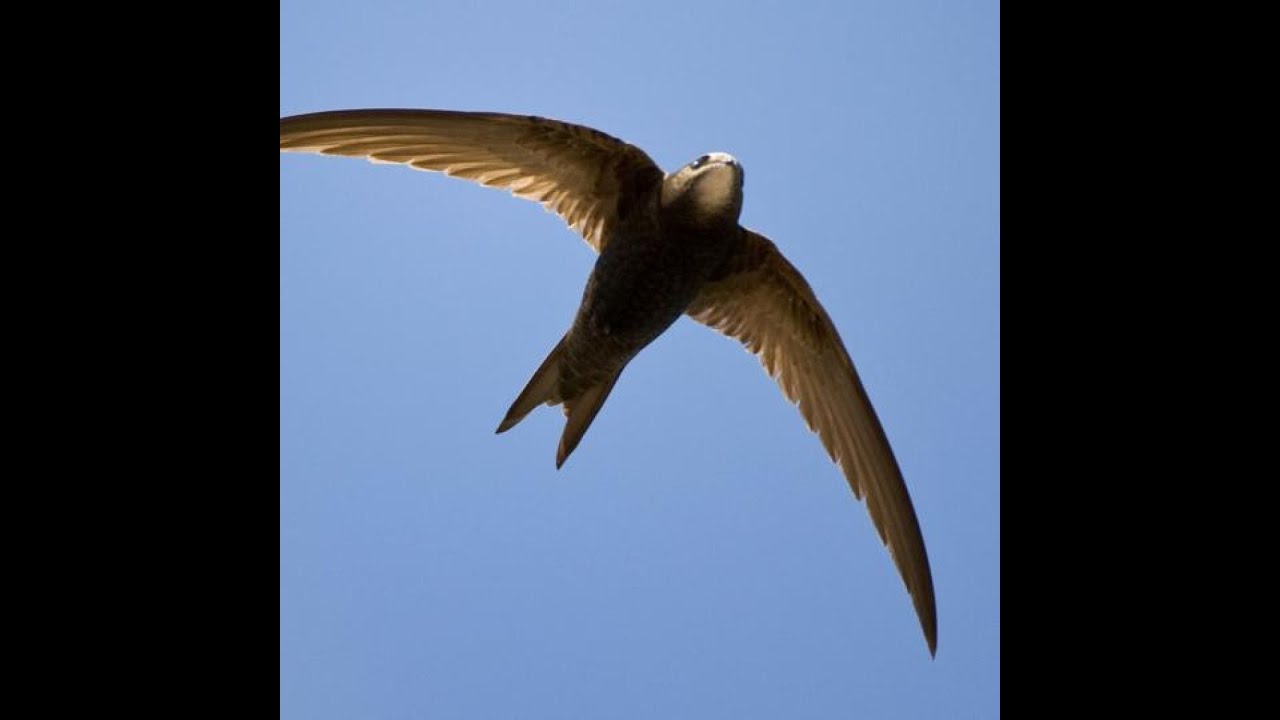Swift nest box installation