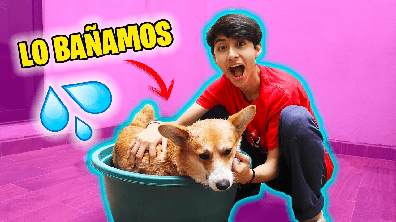 MI PERRO CONOCE LA NUEVA CASA - BROLAND