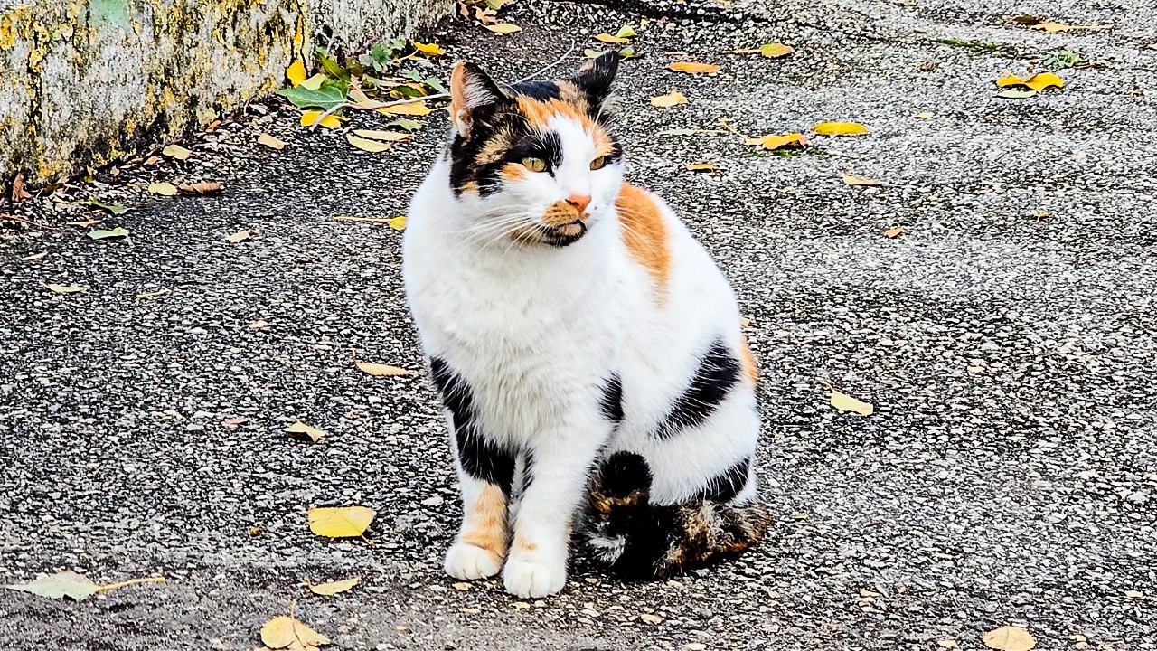 Peaceful Street Cats — Relaxing Cat Video 🐾