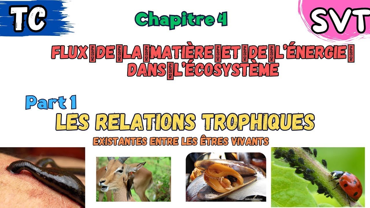 Chapitre 4: le flux de la matiere et de l'énergie dans l'ecosystème | part 1:  relations Trophiques