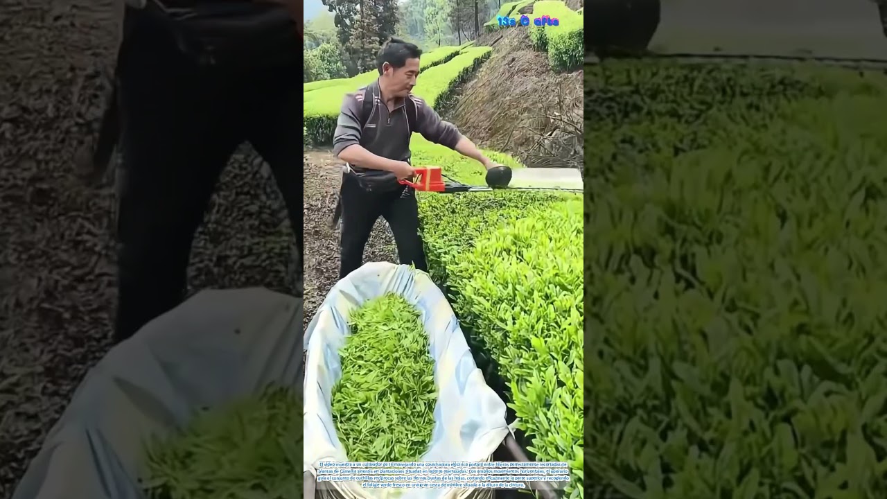 Recolecci&oacute;n mec&aacute;nica del t&eacute;: recolecci&oacute;n de hojas de t&eacute; frescas con m&aacute;quinas recolectoras el&eacute;ctricas