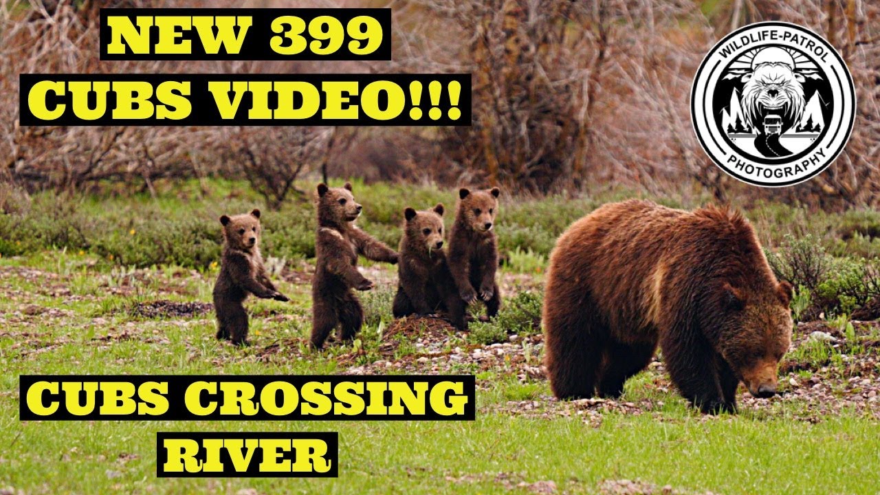 Grizzly 399 and her 4 cubs cross the snake river, The Grand Tetons NP