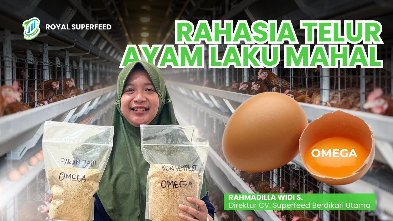 RAHASIA TELUR AYAM LAKU LEBIH MAHAL II OMEGA