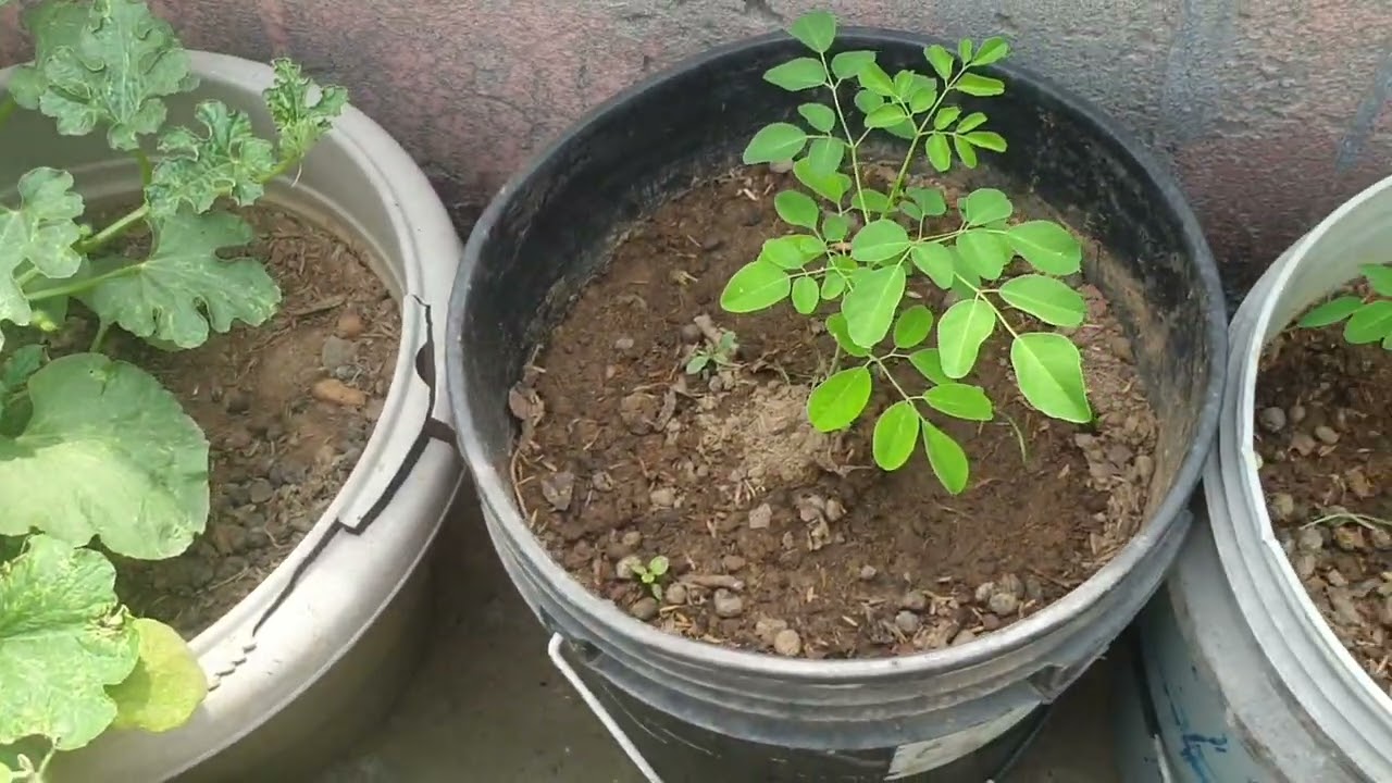 How to clean terrace garden || Organic Gardening with Santosh ||