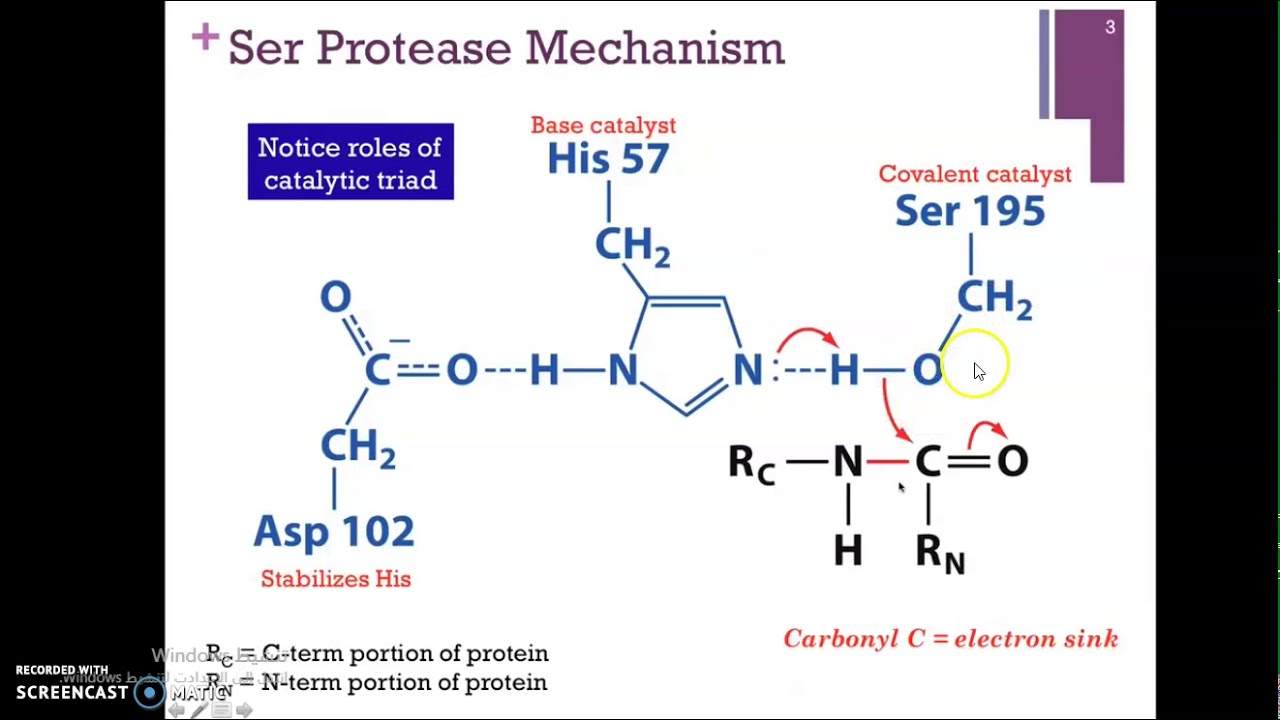 chymotrypsin mechanism
