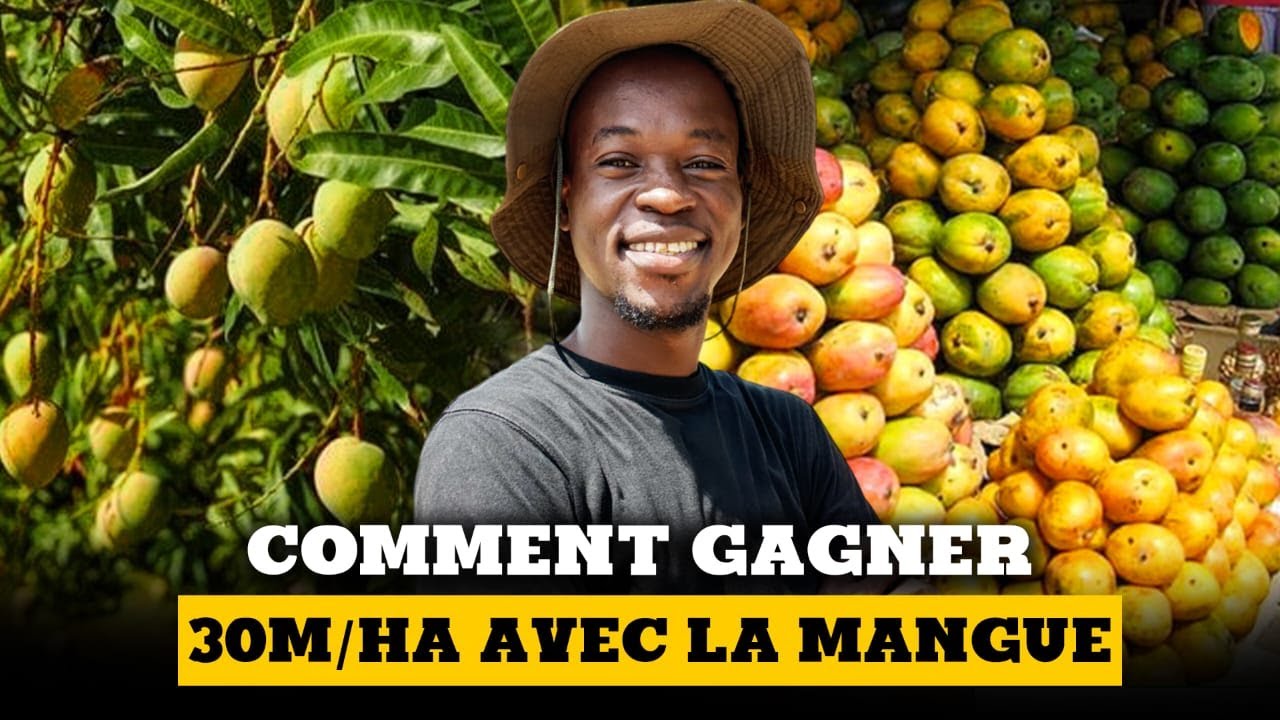 Comment générer plus de 25 Millions/ha avec la mangue