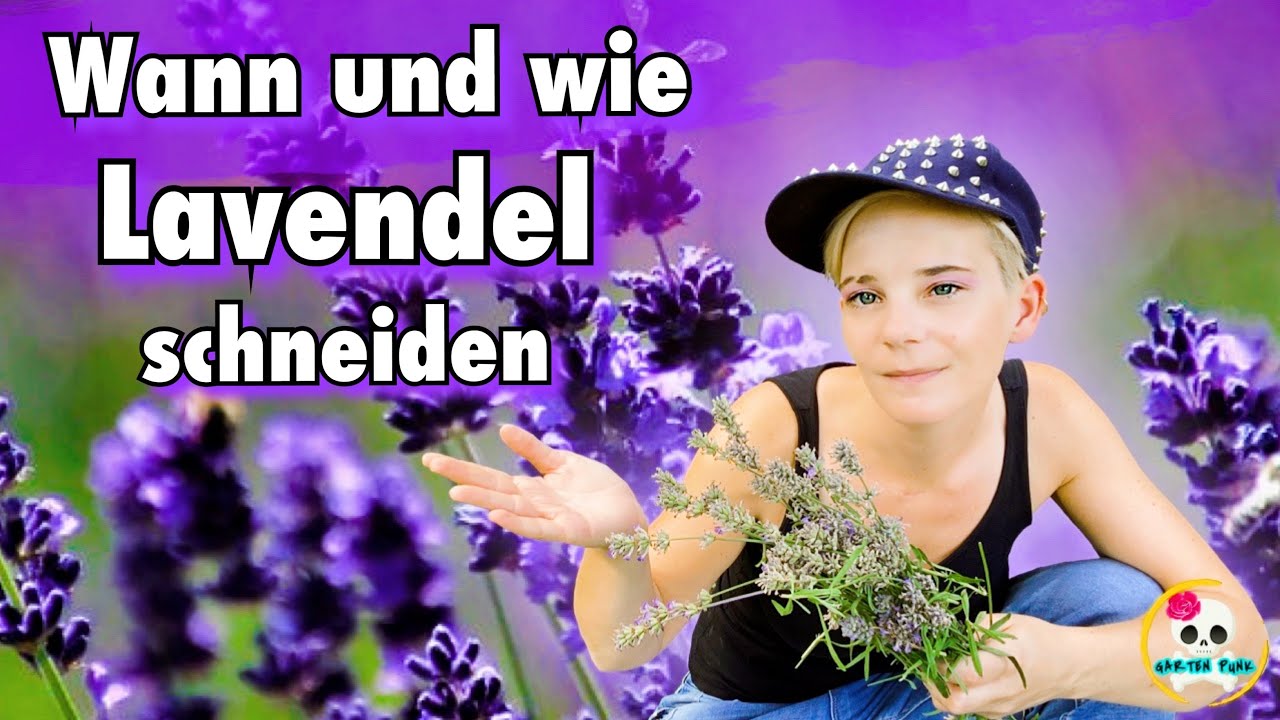 Lavendel schneiden : Lavendel richtig schneiden , für zweite Blüte