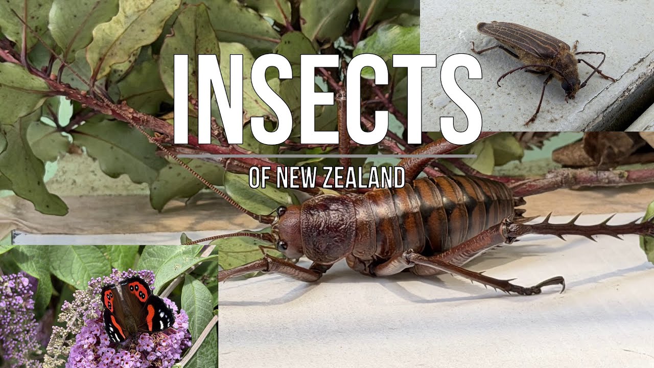 Wetapunga- Red Admiral Butterfly- NZ bees The Big, Beautiful, and Amazing insects of New Zealand -