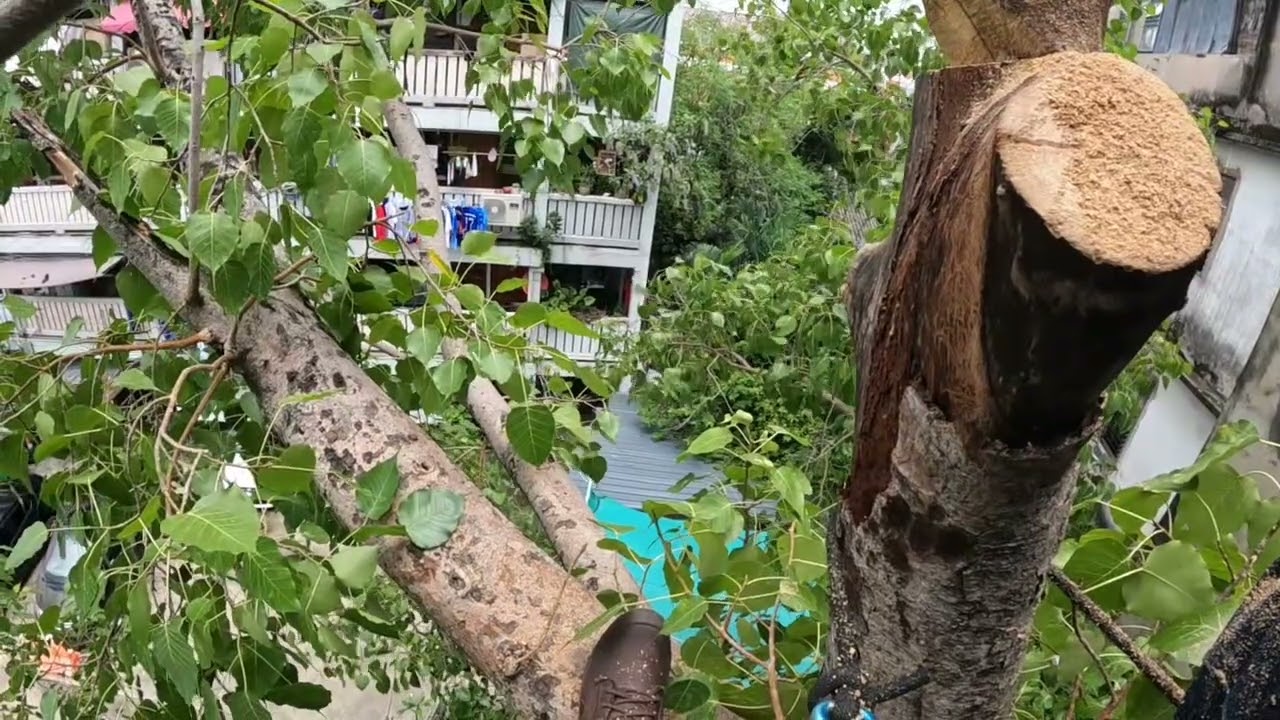ตัดแต่งต้นโพธิ์ ep12