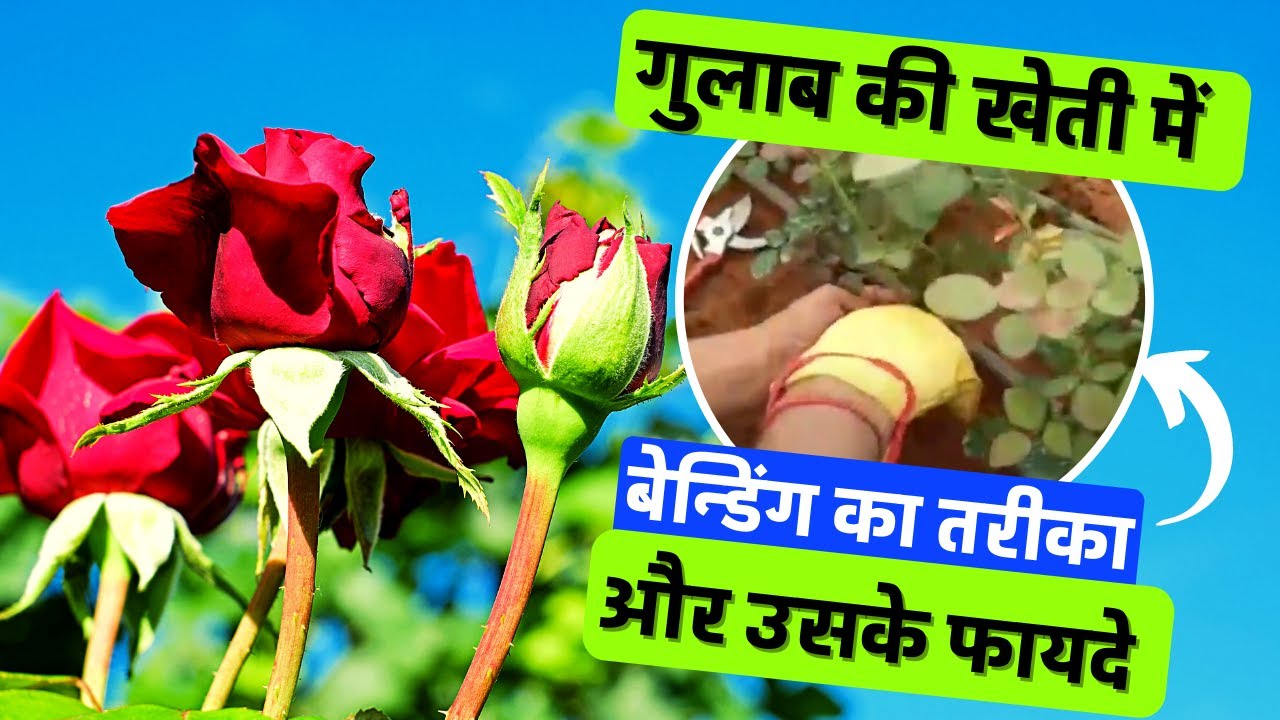 How to do Bending in Rose Plants and its Advantages.