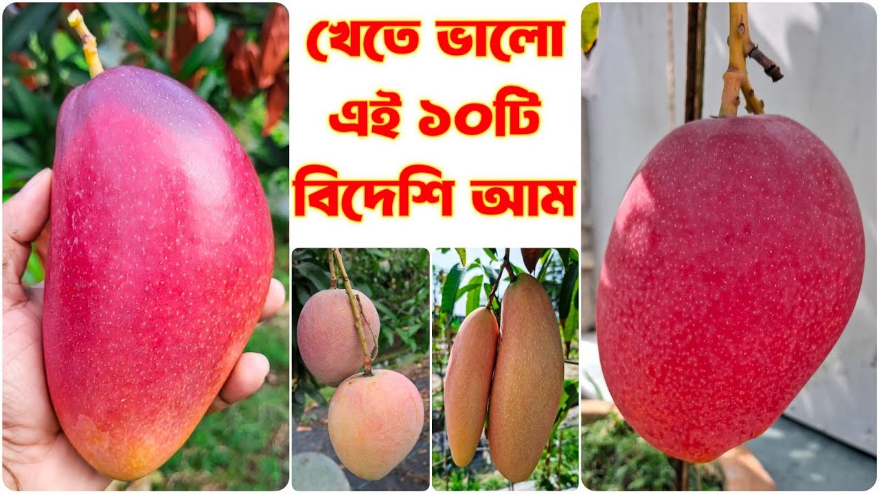 বিশ্ব সেরা ১০টি বিদেশি আমের জাত | আম চাষ পদ্ধতি | 10 Best Mango Varieties