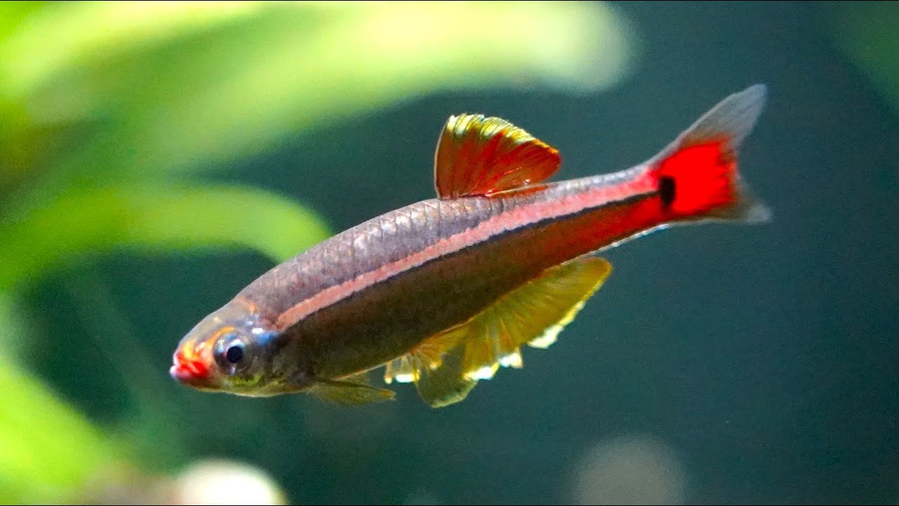 Tanichthys albonubes, un des meilleurs poissons d'aquarium ?