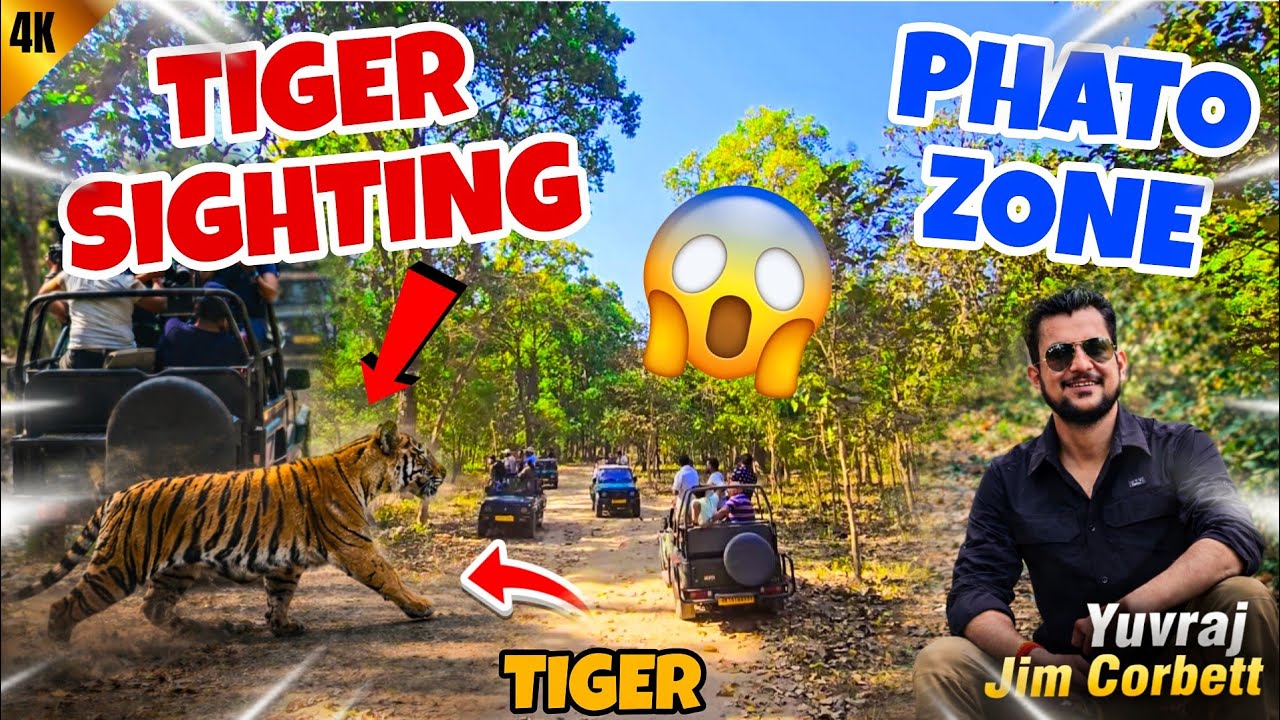 Tiger 2 Baar Dikha! 😳 Phato Zone Jungle Safari Ka Sabse Crazy Moment 😮 #yuvrajjimcorbett 