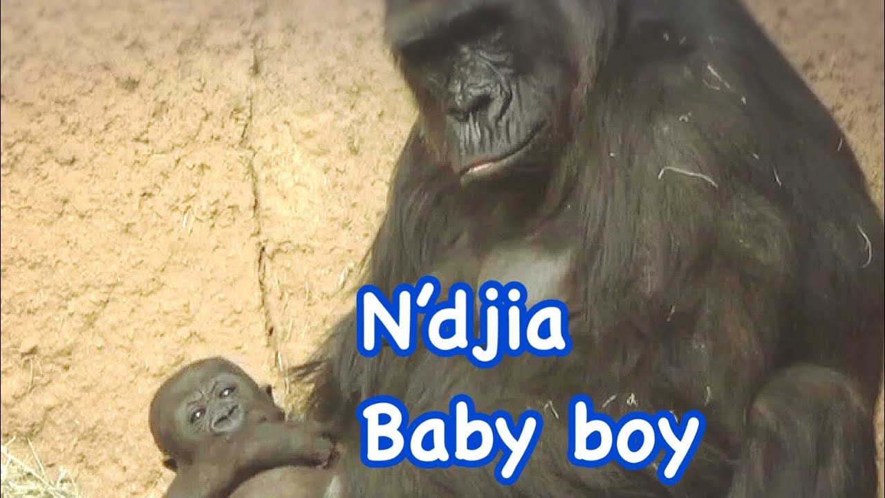 ゴリラの赤ちゃん男の子🩵生後2ヶ月🌟 Gorilla baby boy 2 months old ❤️💖