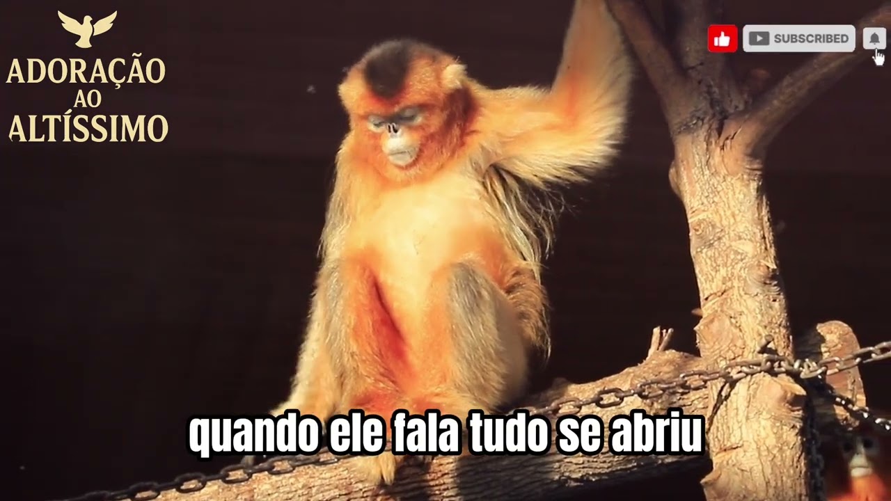 Minha Força Vem do Alto/ louvor de Adoração / 2026