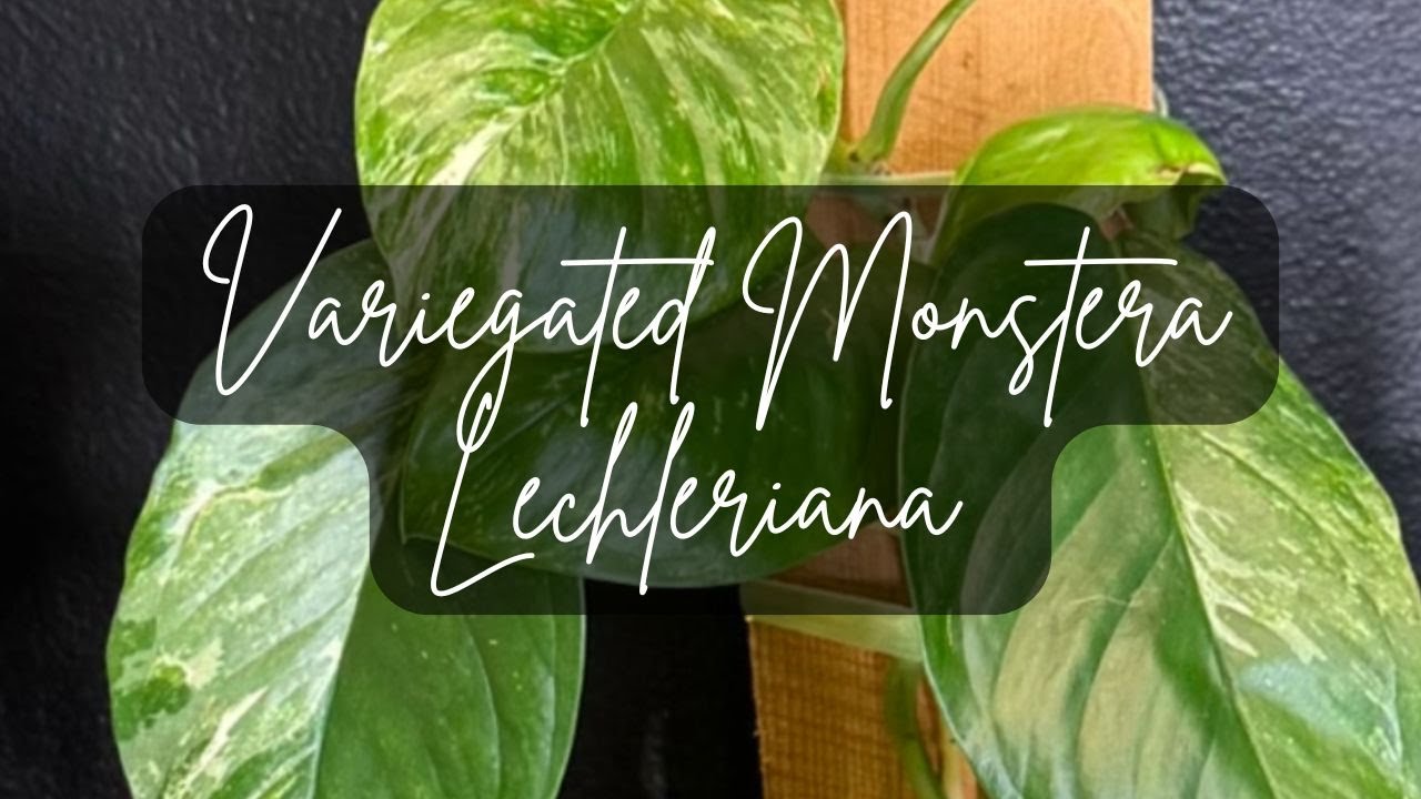 Пестрая монстера Лехлера🌿